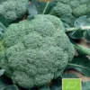 Dollarstore Blomfröer & Grönsaksfröer>Frö Broccoli Calabrese