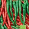 Dollarstore Blomfröer & Grönsaksfröer>Frö Chilipaprika Cayenne