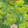 Dollarstore Blomfröer & Grönsaksfröer>Frö Dill