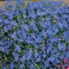 Dollarstore Blomfröer & Grönsaksfröer>Frö Lobelia Crystal