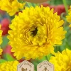 Dollarstore Blomfröer & Grönsaksfröer>Frö Marigold Gul