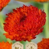 Dollarstore Blomfröer & Grönsaksfröer>Frö Marigold Persimmon