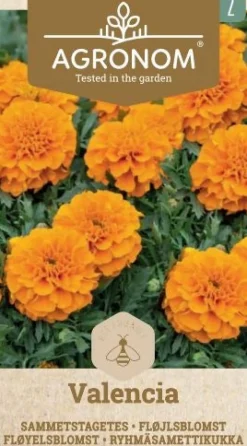 Dollarstore Blomfröer & Grönsaksfröer>Frö Marigold Valencia