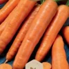 Dollarstore Blomfröer & Grönsaksfröer>Frö Morot Karlena