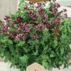 Dollarstore Blomfröer & Grönsaksfröer>Frö Oregano