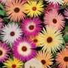 Dollarstore Blomfröer & Grönsaksfröer>Frö Prästkrage Pastel