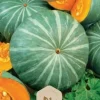 Dollarstore Blomfröer & Grönsaksfröer>Frö Pumpa Ambar