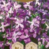 Dollarstore Blomfröer & Grönsaksfröer>Frö Ros Night-Scented