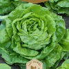 Dollarstore Blomfröer & Grönsaksfröer>Frö Sallad Hilde