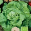 Dollarstore Blomfröer & Grönsaksfröer>Frö Sallad Regina