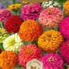 Dollarstore Blomfröer & Grönsaksfröer>Frö Zinnia California