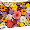 Dollarstore Spel & Pussel>Pussel Garden Flowers