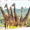 Dollarstore Spel & Pussel>Pussel Giraffer